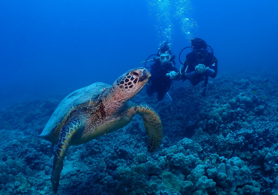 ハワイの浅瀬リーフでウミガメと一緒に泳ぐハネムーンダイバー
