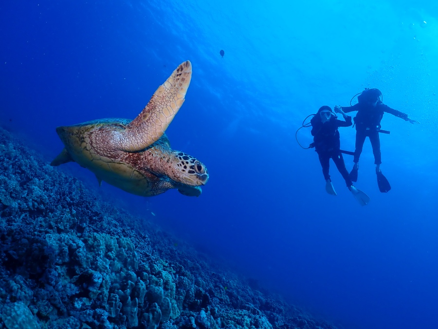 ハワイの海でダイバーの目の前を優雅に泳ぐ大きなウミガメ