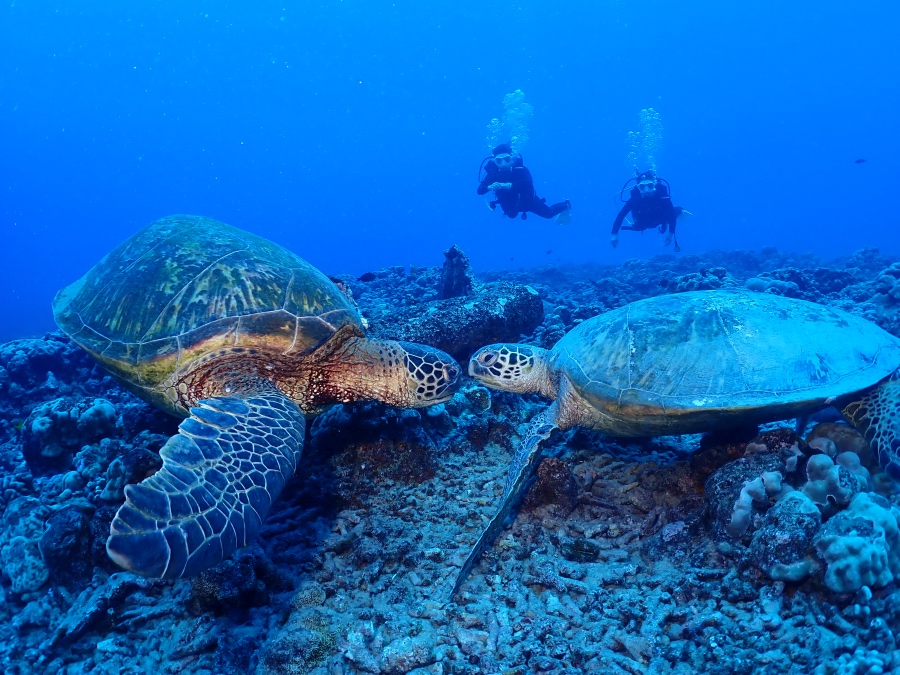 ハワイの海で見つめ合う2匹のウミガメとFUNダイビングのお客様