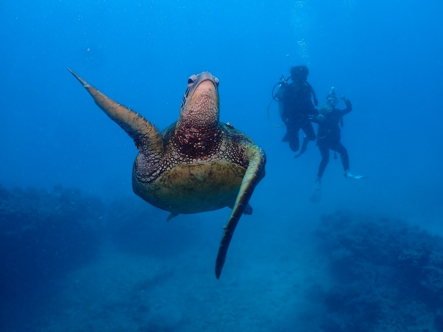 ハワイの海でダイバーに向かって泳いでくる大きなウミガメ