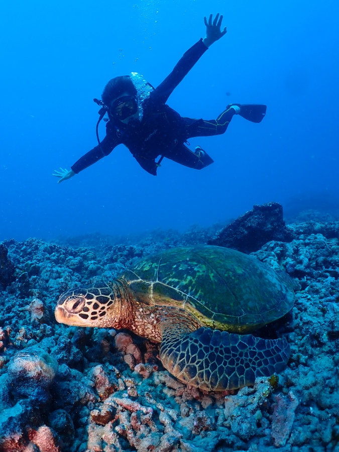 ハワイの海底で休むウミガメの上を泳ぐ体験ダイビングのお客様