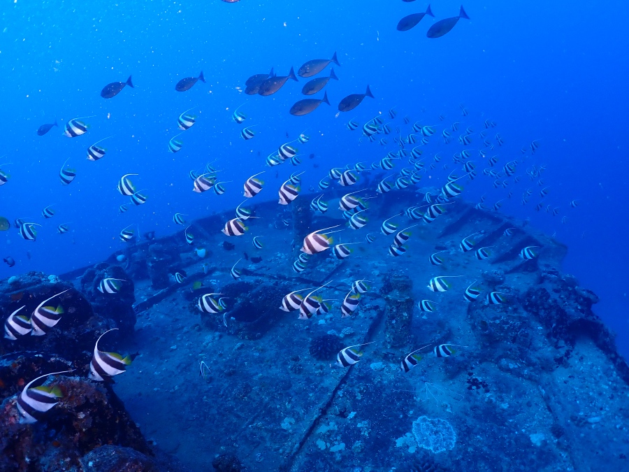 沈船は、長い年月をかけて海の生き物たちの巨大な「漁礁(住み処)」となります。
甲板に近づくと、白と黒のストライプが美しい「ムレハタタテダイ」の大群がお出迎えしてくれました!