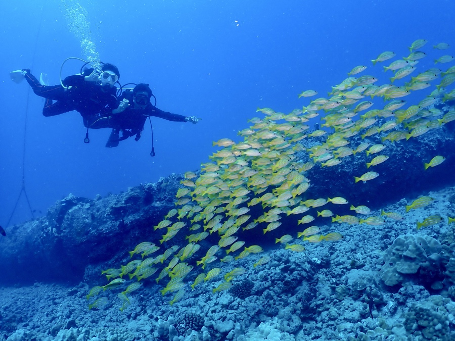 ハワイの海でヨスジフエダイの大群と一緒に泳ぐ体験ダイバー