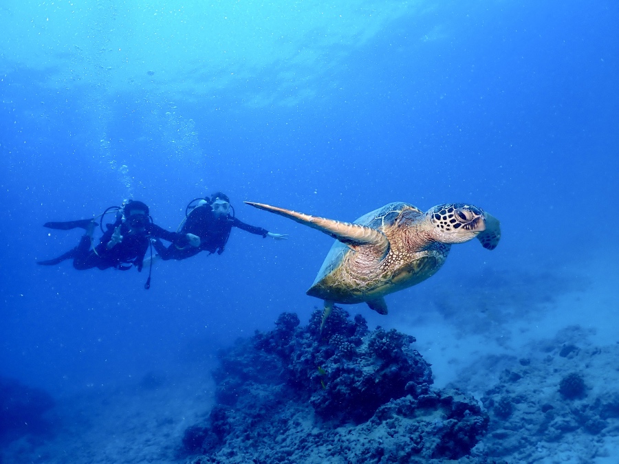 ハワイの海で大きく手を広げて泳ぐウミガメとダイバー