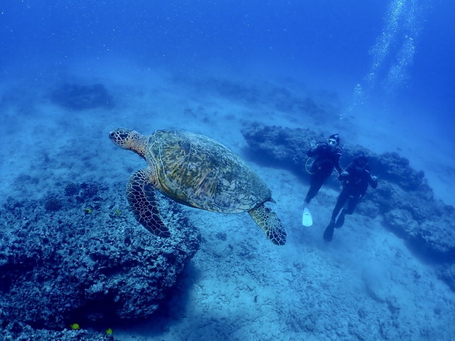 ハワイの海で優雅に泳ぐウミガメと体験ダイビングのお客様
