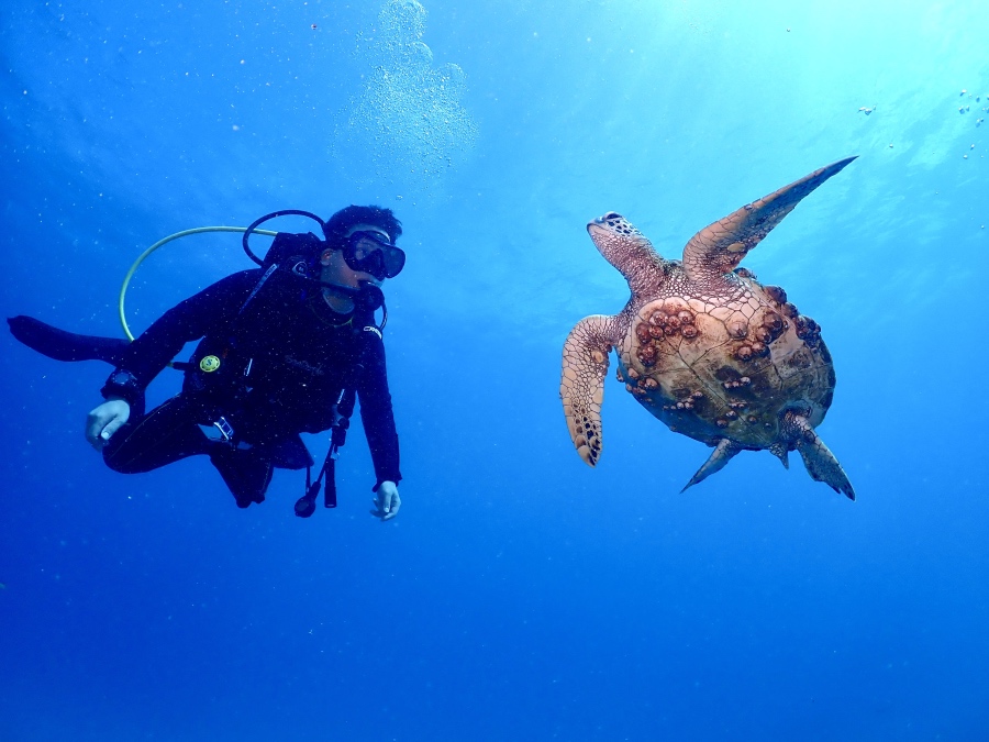 ハワイの海でウミガメと並んで泳ぐダイバー