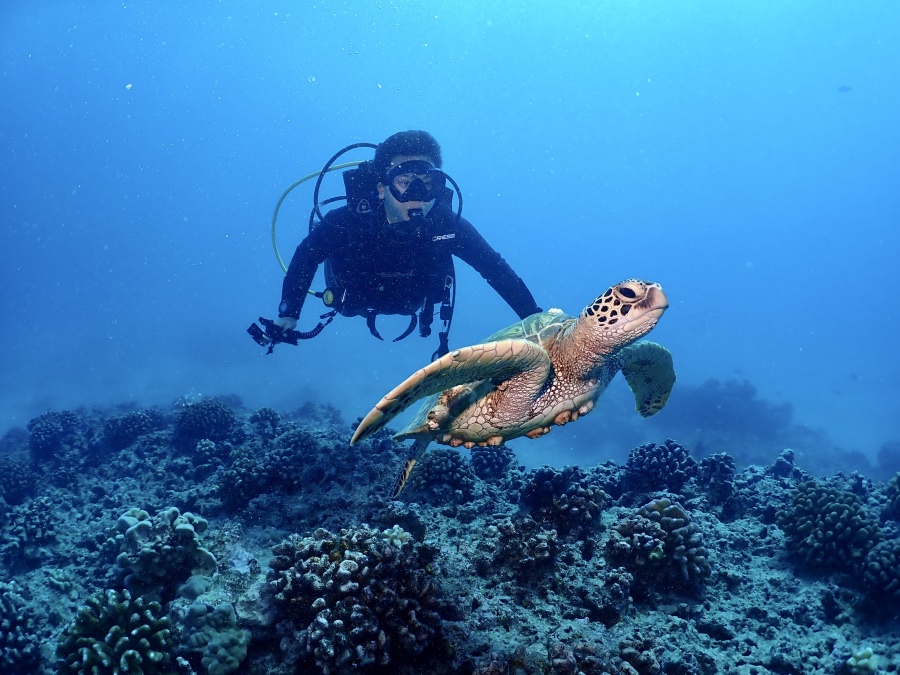 ハワイのダイビングでウミガメと正面から見つめ合うダイバー