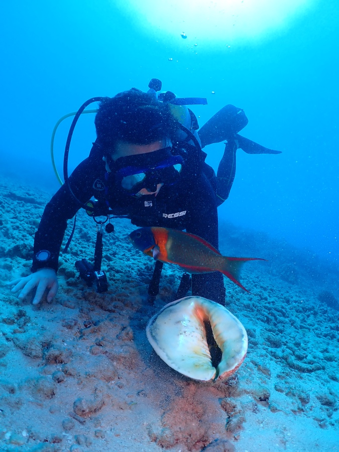 ハワイの海底で大きな貝とカラフルな固有種の魚を観察する様子