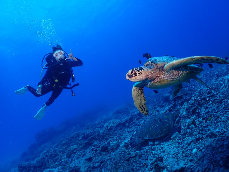 ハワイの海でウミガメと一緒に泳ぎながらシャカサインをする体験ダイビングのお客様