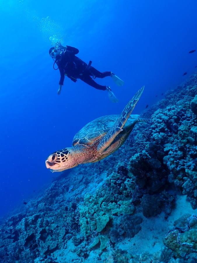 ハワイの海で優雅に泳ぐウミガメの上を一緒に泳ぐダイバー