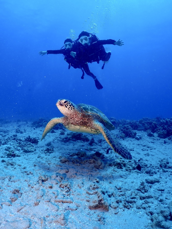 ハワイの海でウミガメと一緒に泳ぐ体験ダイビングの親子