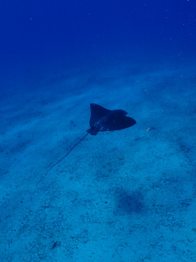 ハワイの海底を優雅に泳ぐ珍しいマダラトビエイ