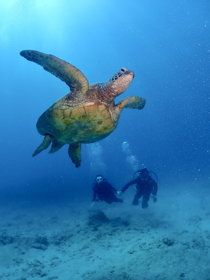 ハワイの海でダイバーの頭上を優雅に泳ぐ大きなウミガメ