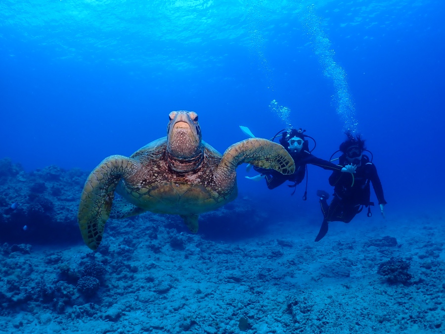 ハワイの海でダイバーの真正面に迫る大きなウミガメ