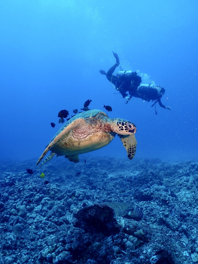 ハワイの海でウミガメと一緒に優雅に泳ぐハネムーンのダイバー