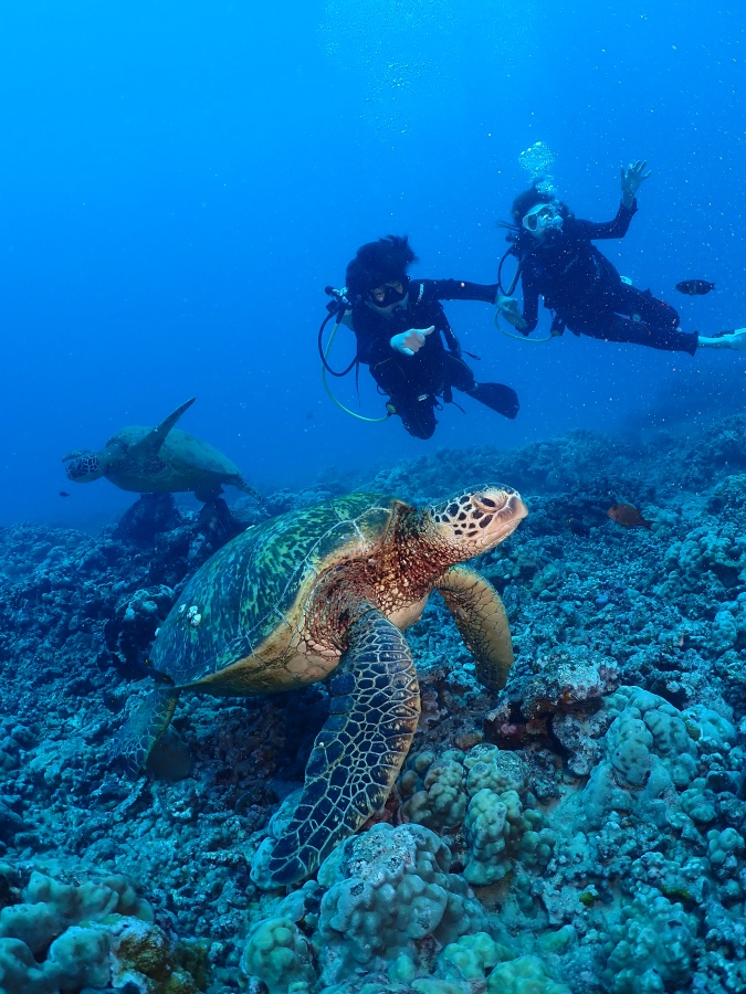 ハワイの海底で2匹のウミガメと記念撮影をする体験ダイビングのお客様