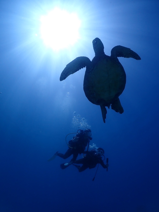 ハワイの眩しい太陽の光とウミガメの下を一緒に泳ぐ体験ダイビングの様子
