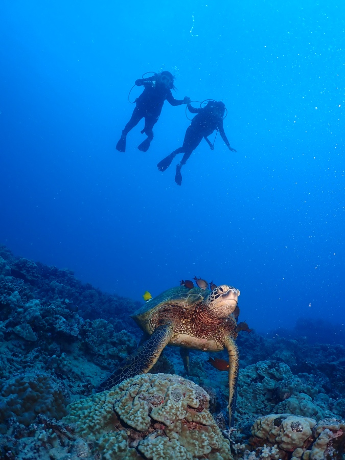 ハワイの海で優雅に泳ぐウミガメと笑顔で並んで泳ぐ親子