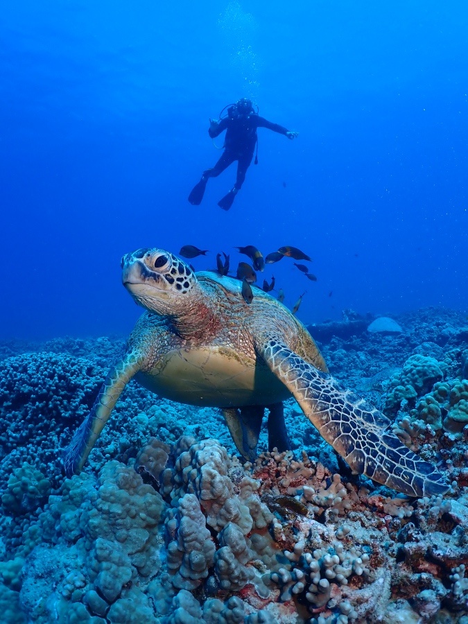 ハワイの海でウミガメの近くを泳ぎながらアロハポーズをとるブランクダイバー