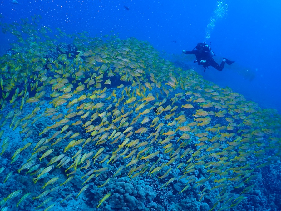 ハワイの浅瀬リーフでヨスジフエダイの巨大な群れと泳ぐリフレッシュダイバー