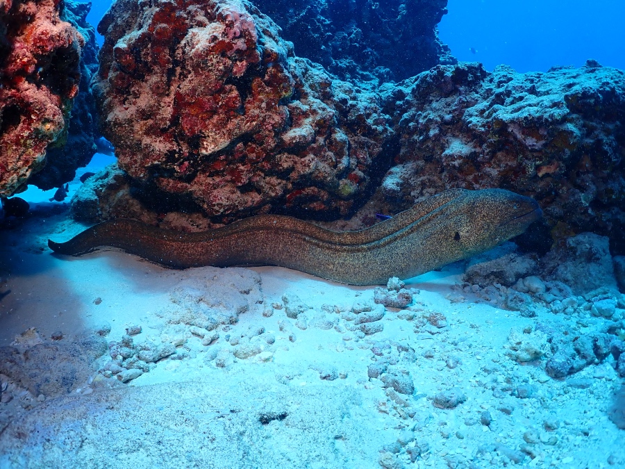 ハワイの海底の岩陰に潜む巨大なウツボ