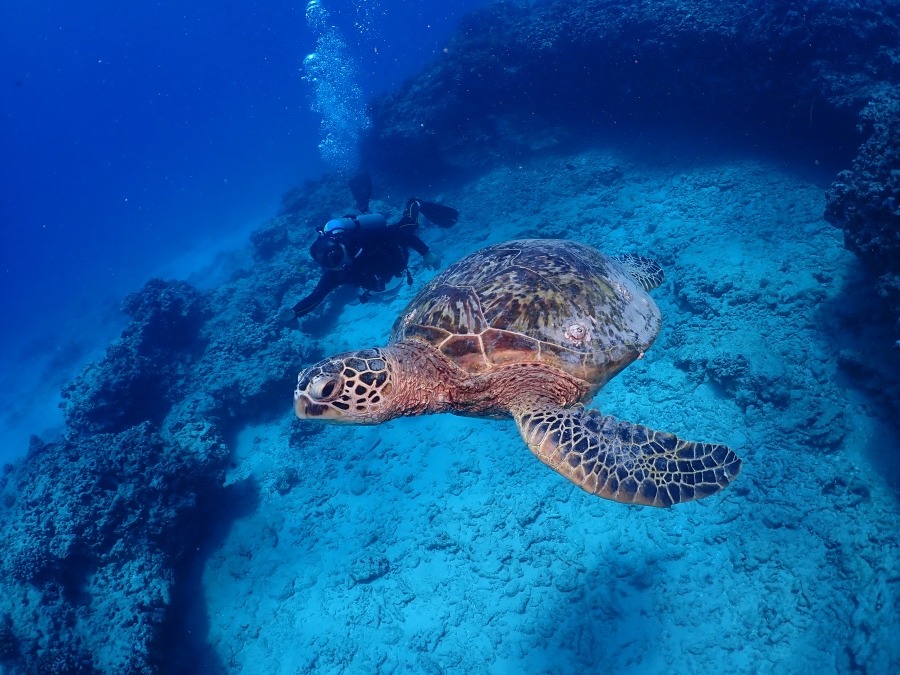 ハワイの澄み切った青い海をウミガメとともに優雅に泳ぐダイバー
