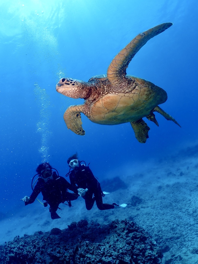 ハワイの青い海で巨大なウミガメの下を並んで泳ぐ体験ダイビングの二人