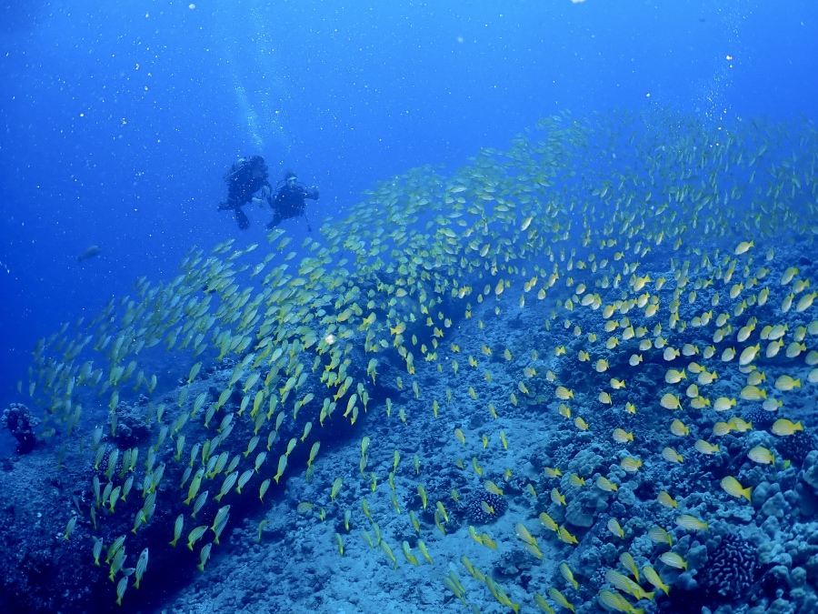 ハワイの海底一面に広がるヨスジフエダイの大群と泳ぐダイバー