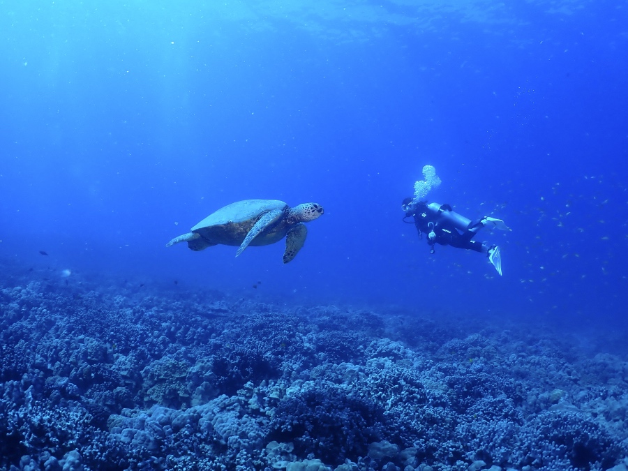 ハワイの青い海の中をウミガメと並んで並走するFUNダイバー