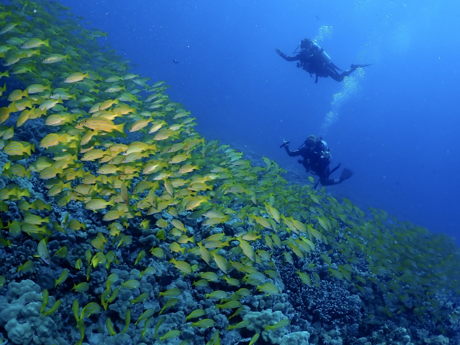 ハワイの海でヨスジフエダイの大群の上を優雅に泳ぐブランクダイバーの親子