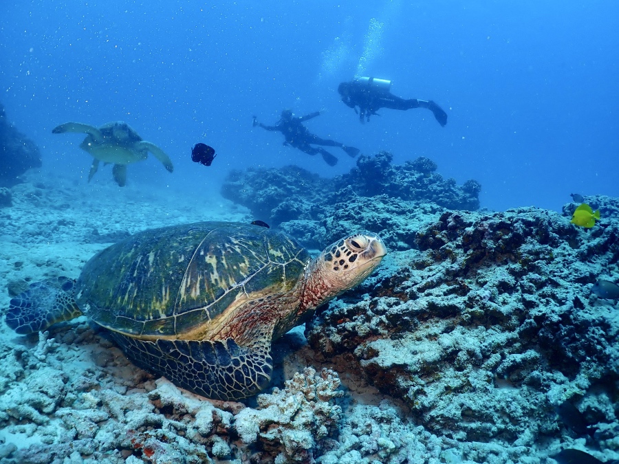 ハワイの海底で休む大きなウミガメと後ろを泳ぐ親子ダイバー