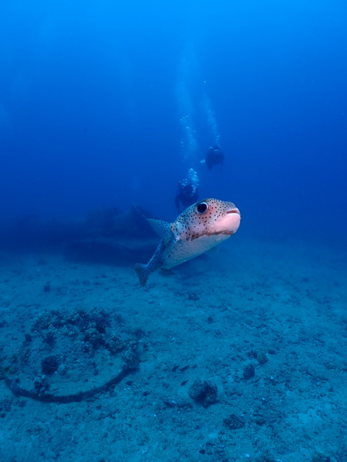 ハワイの海でカメラの前に現れた愛嬌のあるハリセンボンと奥で泳ぐダイバー