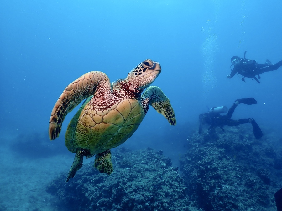 ハワイの綺麗な青い海を大きなウミガメとともに優雅に泳ぐダイバー