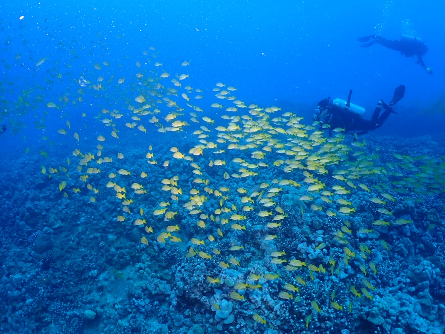 ハワイの海でヨスジフエダイの巨大な群れと一緒に泳ぐ親子ファンダイバー