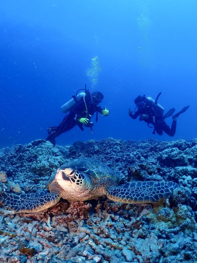 ハワイの海底で休む大きなウミガメと奥でポーズをとる親子ダイバー