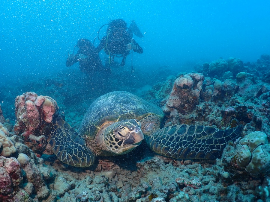 ハワイの海底で休む大きなウミガメと一緒にポーズをとる親子ダイバー