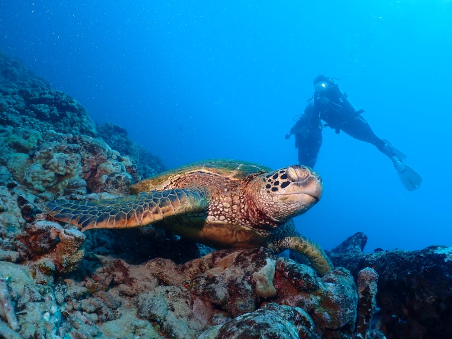 ハワイの海底で休む大きなウミガメと後ろを優雅に泳ぐ50代・60代のダイバー