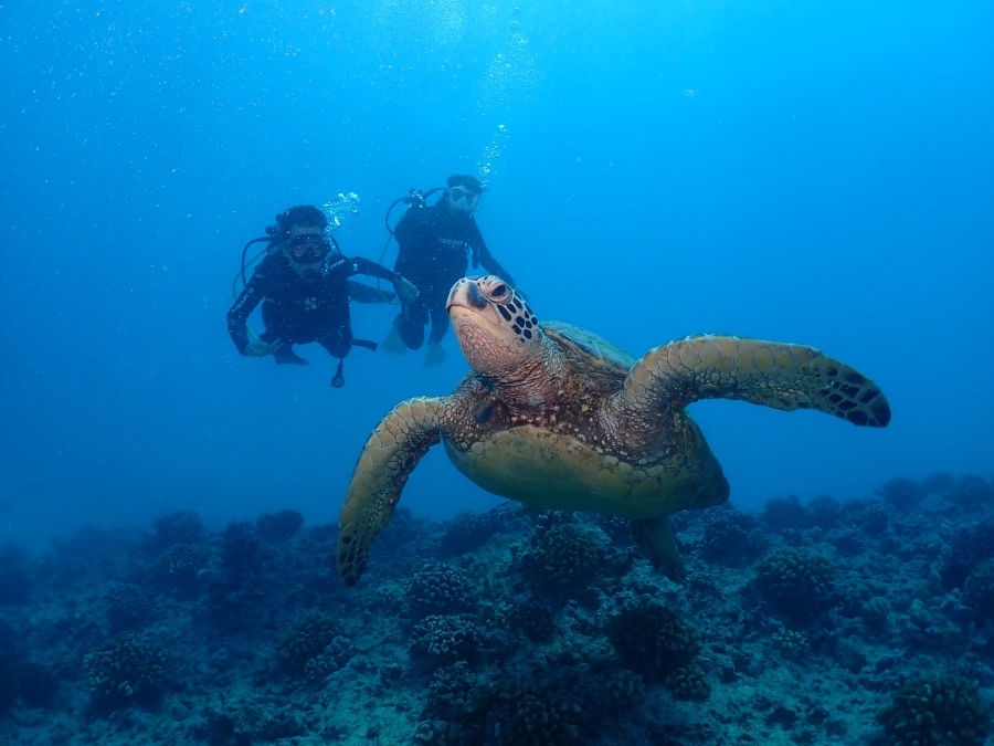 ハワイの海で大きなウミガメのすぐ後ろを優雅に泳ぐ体験ダイバー