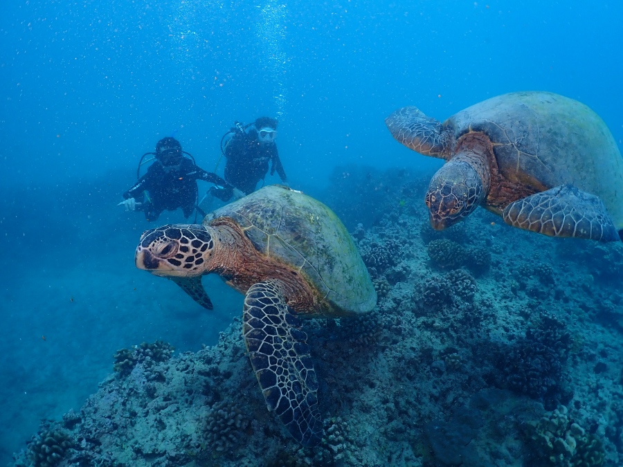 ハワイの海底で2匹のウミガメと出会い感動する体験ダイビングの様子