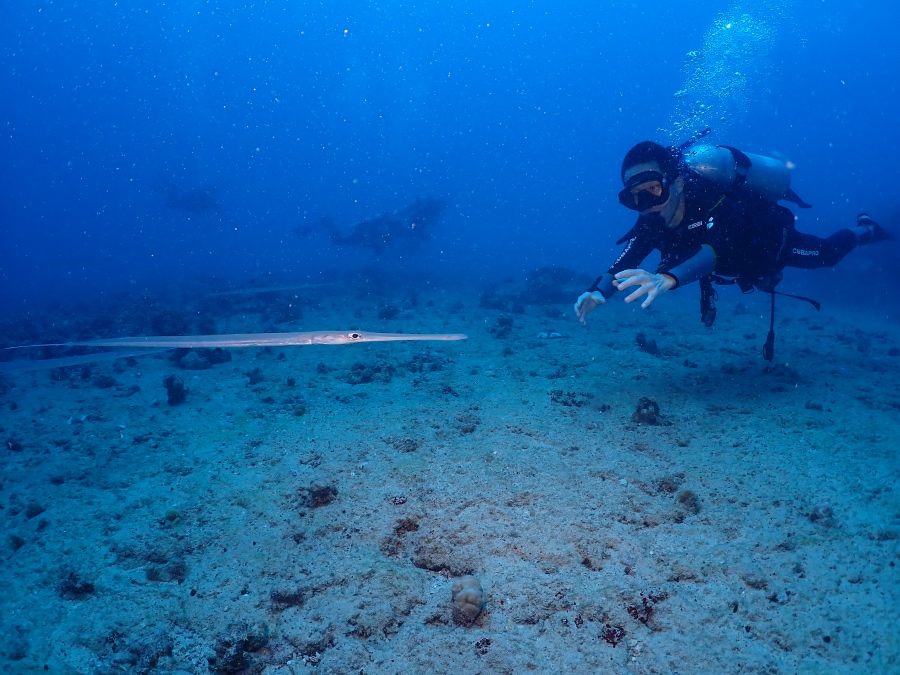 ハワイの海で細長い魚アオヤガラに向かって手を伸ばす体験ダイバー
