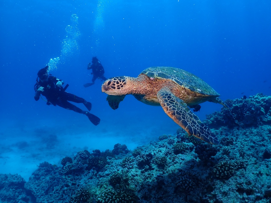 ハワイの海で大きなウミガメのすぐ横を気持ちよさそうに泳ぐ親子ダイバー