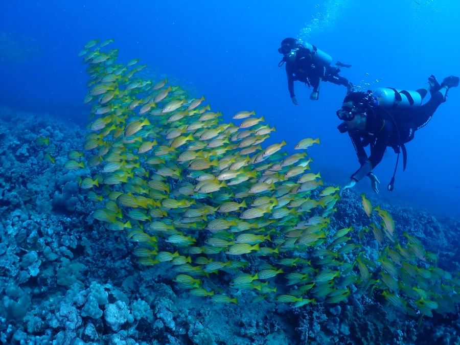 ハワイの海でヨスジフエダイの巨大な群れに接近して泳ぐ体験ダイバー