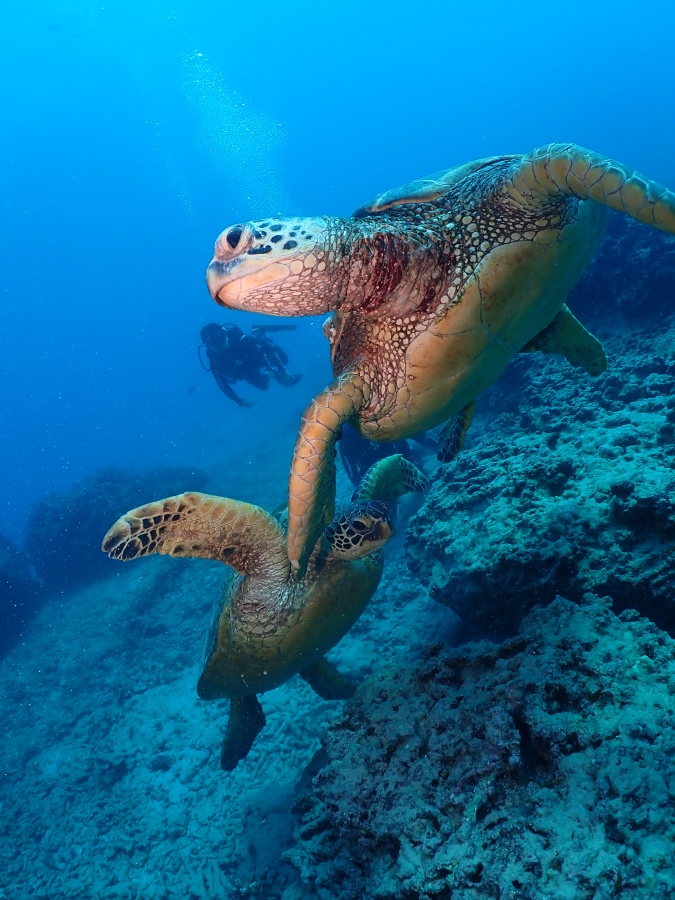 ハワイの海で2匹のウミガメが重なるように優雅に泳ぐ大迫力の水中写真