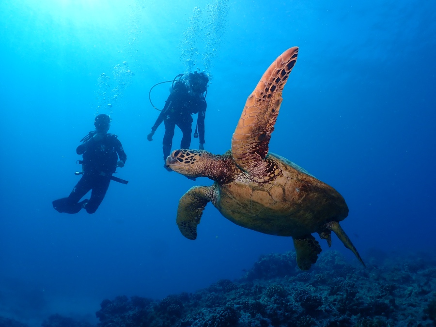 ハワイの青い海で巨大なウミガメのすぐ後ろを追走する体験ダイビングの二人