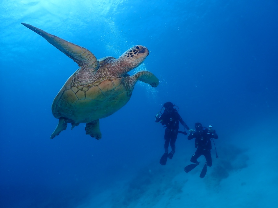 ハワイの海で大きなウミガメのすぐ横を気持ちよさそうに泳ぐ親子ダイバー