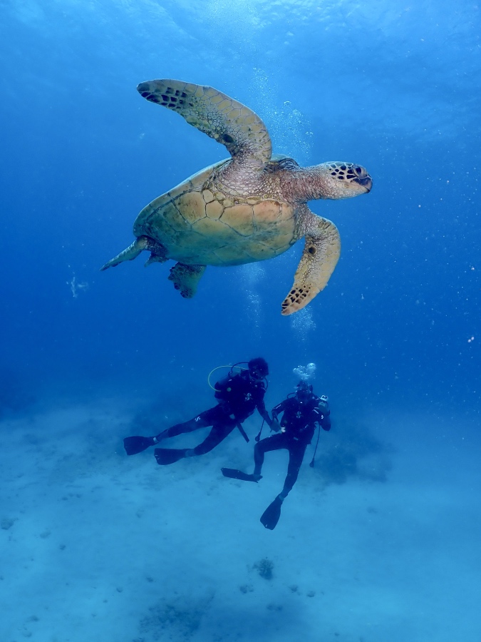 ハワイの海で大きなウミガメのすぐ横を気持ちよさそうに泳ぐ親子ダイバー
