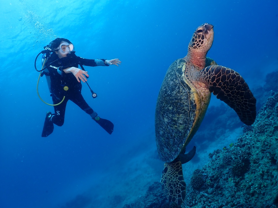 ハワイの海で大きなウミガメに向かって手を伸ばし感動する体験ダイビングのお客様
