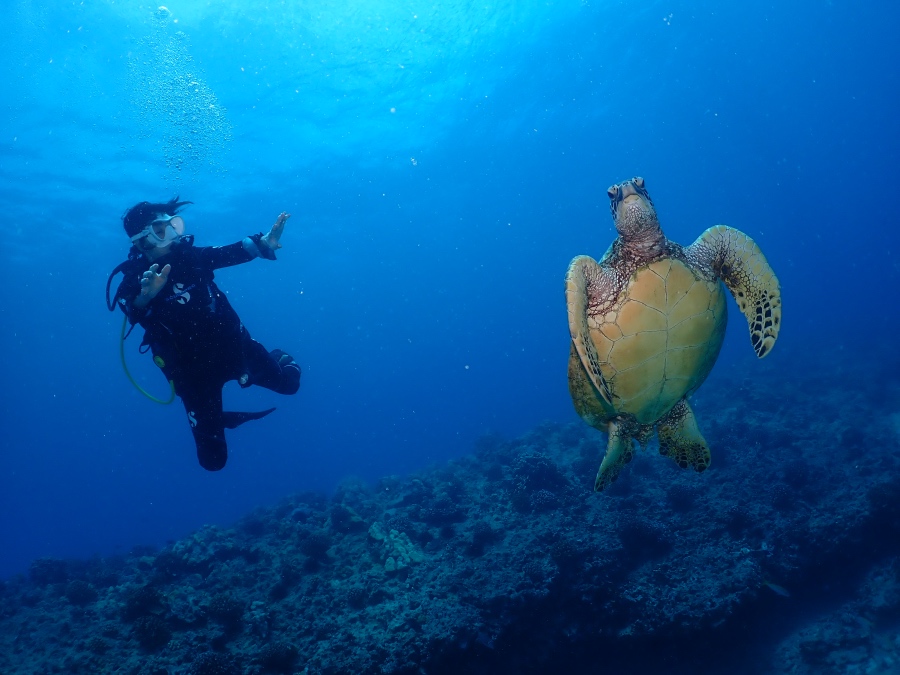 ハワイの海で大きなウミガメに向かって手を伸ばし感動する体験ダイビングのお客様