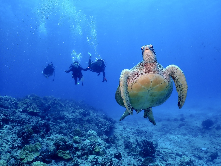 ハワイの青い海でダイバーたちの前を大迫力で横切るウミガメの水中写真