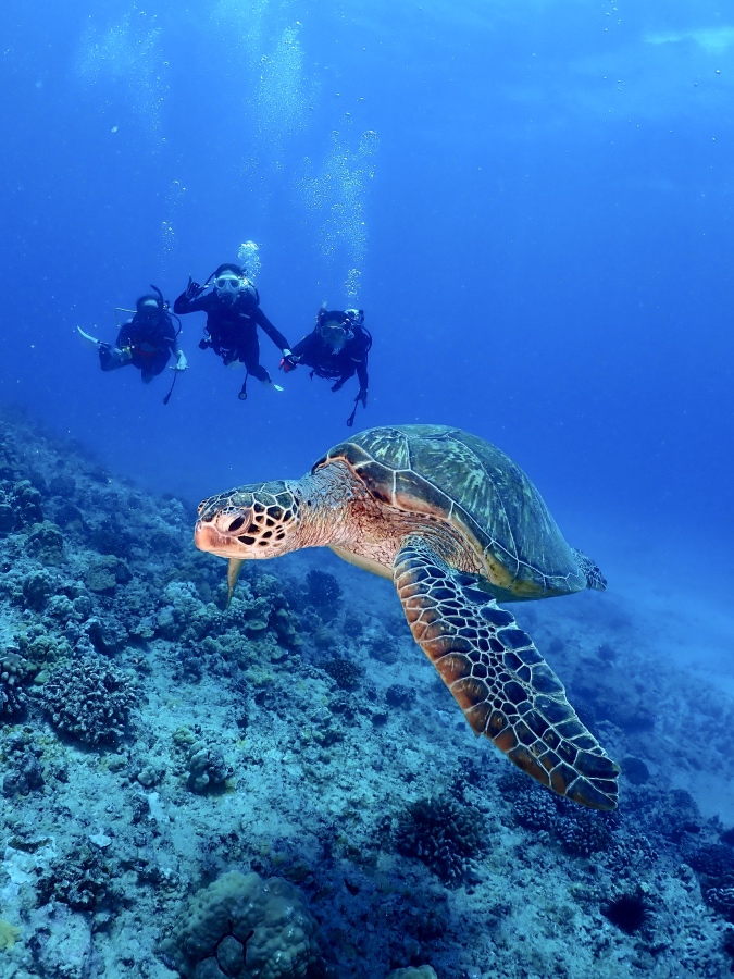 ハワイの青い海でダイバーたちの前を大迫力で横切るウミガメの水中写真